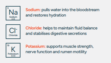 Rumi-Post Calf Whitepaper_Section 4