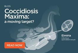 Coccidiosis Maxima: a moving target?