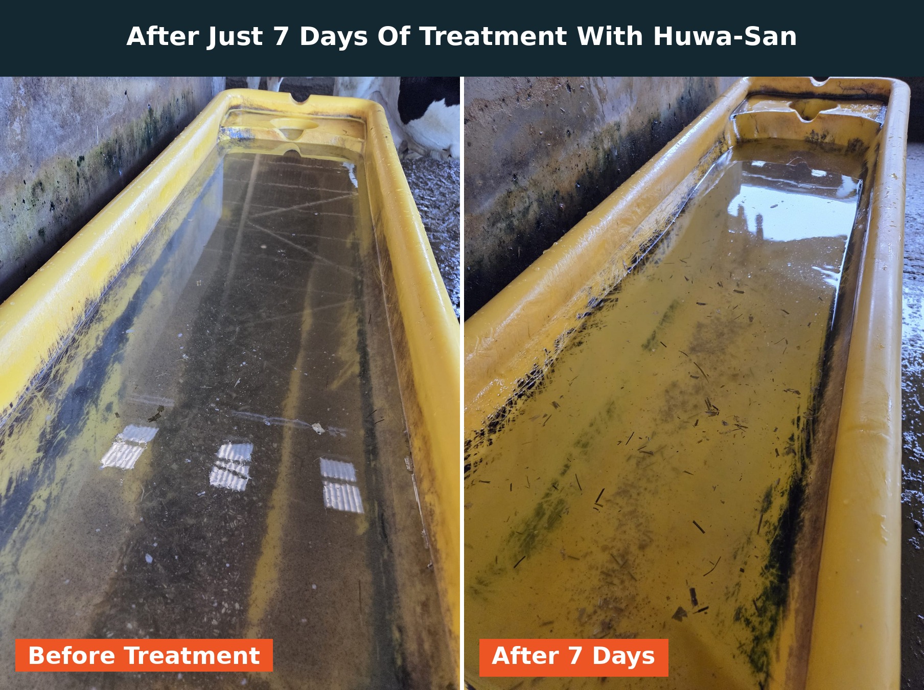 Why Water Treatment Could Be the Missing Link in Your Dairy Herd's Performance_Section6