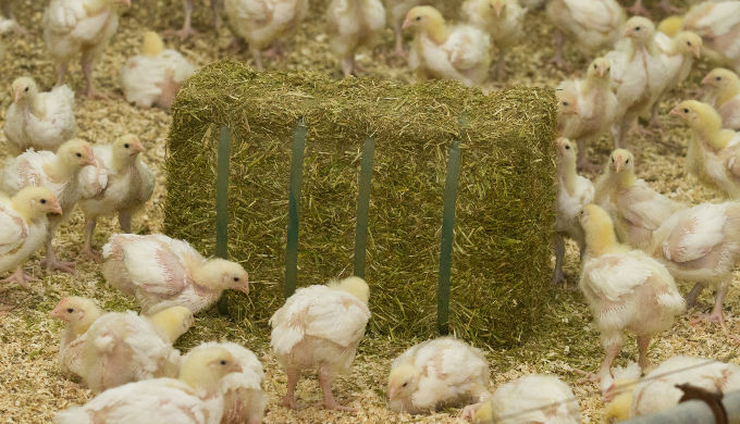 Compact Dried Lucerne 20Kg