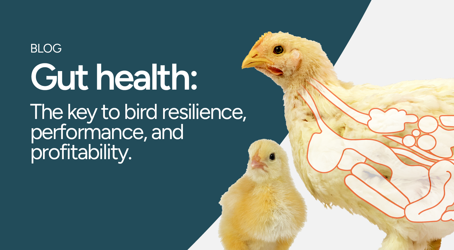 Gut health: protecting farm productivity throughout winter