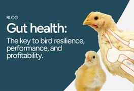 Gut health: protecting farm productivity throughout winter